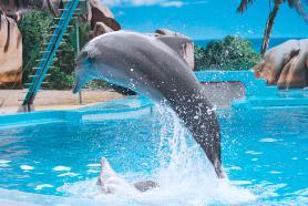 Guia Zoomarine - delfíní show